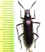 Tenebrionidae sp.  Peru - INSECTS-STORE.RU