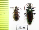 Tenebrionidae sp.  Peru - INSECTS-STORE.RU