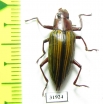 Tenebrionidae sp.  Peru - INSECTS-STORE.RU