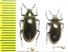 Tenebrionidae sp.  Peru - INSECTS-STORE.RU