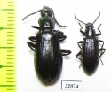 Tenebrionidae sp.  Peru - INSECTS-STORE.RU