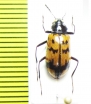 Tenebrionidae sp.  Peru - INSECTS-STORE.RU