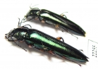 Tenebrionidae sp.  Peru - INSECTS-STORE.RU