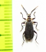 Tenebrionidae sp.  Peru - INSECTS-STORE.RU