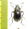 Tenebrionidae sp.  Peru - INSECTS-STORE.RU