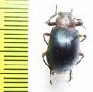 Tenebrionidae sp.  Peru - INSECTS-STORE.RU