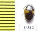 Tenebrionidae sp.  Peru - INSECTS-STORE.RU
