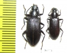 Tenebrionidae sp.  Peru - INSECTS-STORE.RU