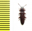 Tenebrionidae sp.  Peru - INSECTS-STORE.RU