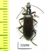 Tenebrionidae sp.  Peru - INSECTS-STORE.RU