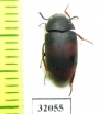 Tenebrionidae sp.  Peru - INSECTS-STORE.RU