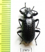 Tenebrionidae sp.  Peru - INSECTS-STORE.RU