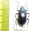 Tenebrionidae sp.  Peru - INSECTS-STORE.RU