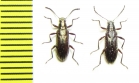 Tenebrionidae sp.  Peru - INSECTS-STORE.RU