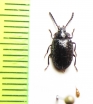 Tenebrionidae sp.  Peru - INSECTS-STORE.RU