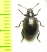 Tenebrionidae sp.  Peru - INSECTS-STORE.RU