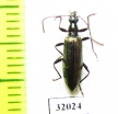 Tenebrionidae sp.  Peru - INSECTS-STORE.RU