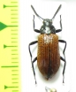 Tenebrionidae sp.  Peru - INSECTS-STORE.RU