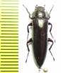 Acropteron sp.  Peru - INSECTS-STORE.RU