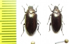 Epitragus sp.  Peru - INSECTS-STORE.RU