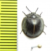 Nilio sp.  Peru - INSECTS-STORE.RU