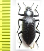 Nuptis cornuta  Peru - INSECTS-STORE.RU