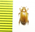 Phaleria gayi  Peru - INSECTS-STORE.RU