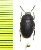 Platydema sp.  Peru - INSECTS-STORE.RU