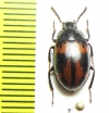 Platydema sp.  Peru - INSECTS-STORE.RU