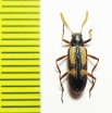 Strongylium luteicorne  Peru - INSECTS-STORE.RU