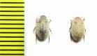 Ammodonus fossor  USA - INSECTS-STORE.RU