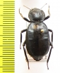 Asidina confluens  USA - INSECTS-STORE.RU