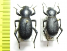 Centrioptera muricata  USA - INSECTS-STORE.RU
