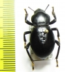 Cryptoglossa laevis  USA - INSECTS-STORE.RU