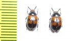 Diaperis nigronotata  USA - INSECTS-STORE.RU