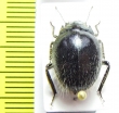 Edrotes ventricosus  USA - INSECTS-STORE.RU
