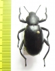 Eleodes armatus  USA - INSECTS-STORE.RU