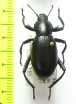 Eleodes armatus  USA - INSECTS-STORE.RU