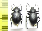 Eleodes sp.  USA, California - INSECTS-STORE.RU