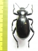 Eleodes sp.  USA, California - INSECTS-STORE.RU