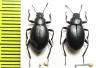Eleodes sp.  USA, Nebrasca - INSECTS-STORE.RU