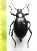 Eleodes spinipes ventricosus  USA - INSECTS-STORE.RU