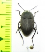 Eleodes veterator  USA - INSECTS-STORE.RU