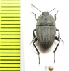 Eleodes veterator  USA - INSECTS-STORE.RU