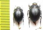 Eusattus muricatus  USA - INSECTS-STORE.RU