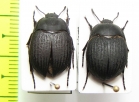 Eusattus reticulatus  USA - INSECTS-STORE.RU