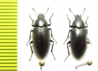 Lobometopon sp.  USA - INSECTS-STORE.RU