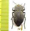 Pelecyphorus liratus  USA - INSECTS-STORE.RU
