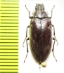 Polemiotus submetallicus  USA - INSECTS-STORE.RU