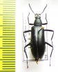Strongylium atrum  USA - INSECTS-STORE.RU